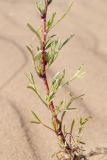genus Artemisia. Основание генеративного побега. Республика Саха (Якутия), Хангаласский улус, Мальжагарский 2-й наслег, правый берег р. Лена, тукулан Кумыс-Самага. 31.07.2023.