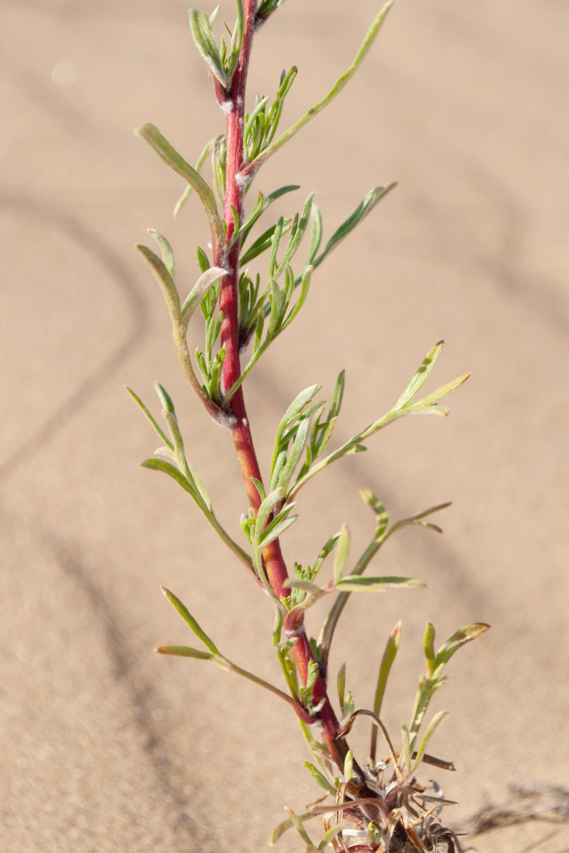 Image of genus Artemisia specimen.