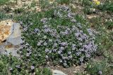 genus Thymus. Цветущие растения. Армения, обл. Гегаркуник, берег оз. Севан, гора Артаниш, ≈ 2400 м н.у.м., каменистый участок лугового склона. 23.06.2022.