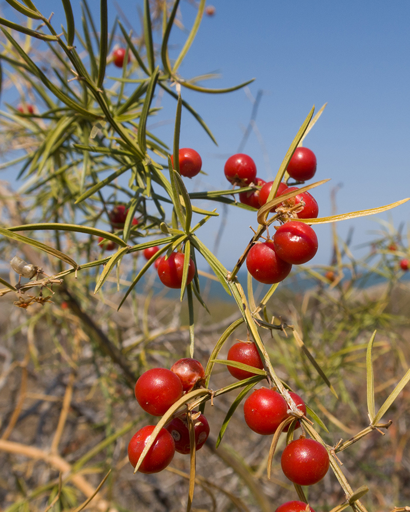 Image of Asparagus verticillatus specimen.