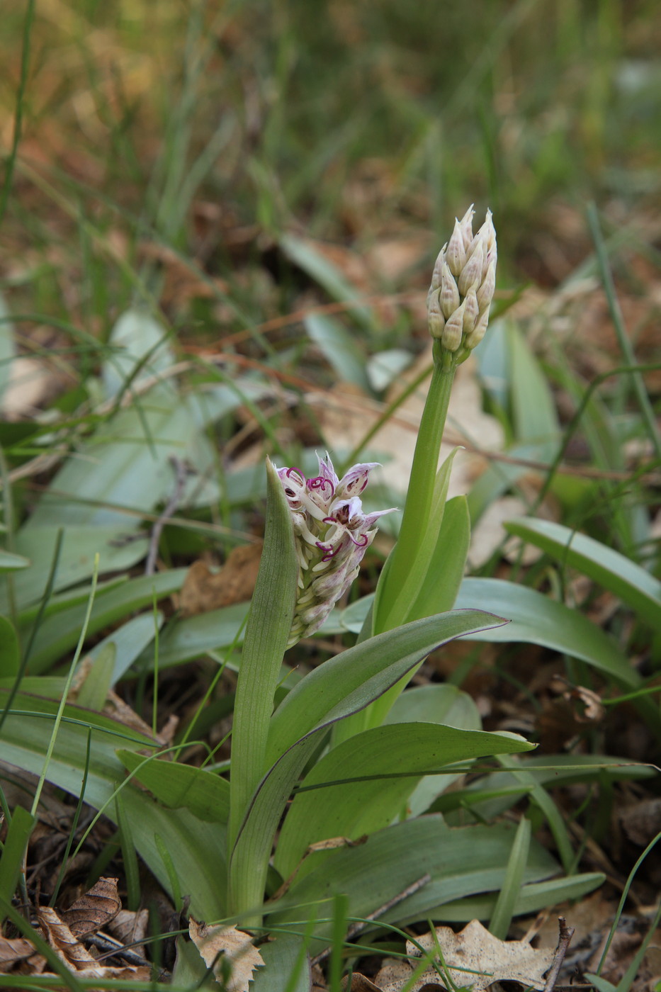 Image of Orchis simia specimen.