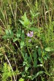 Vicia sepium. Цветущее растение в сообществе с Galium, Stellaria graminea и злаками. Беларусь, Витебская обл., окр. пос. Езерище, выкашиваемый суходольный луг. 03.08.2023.