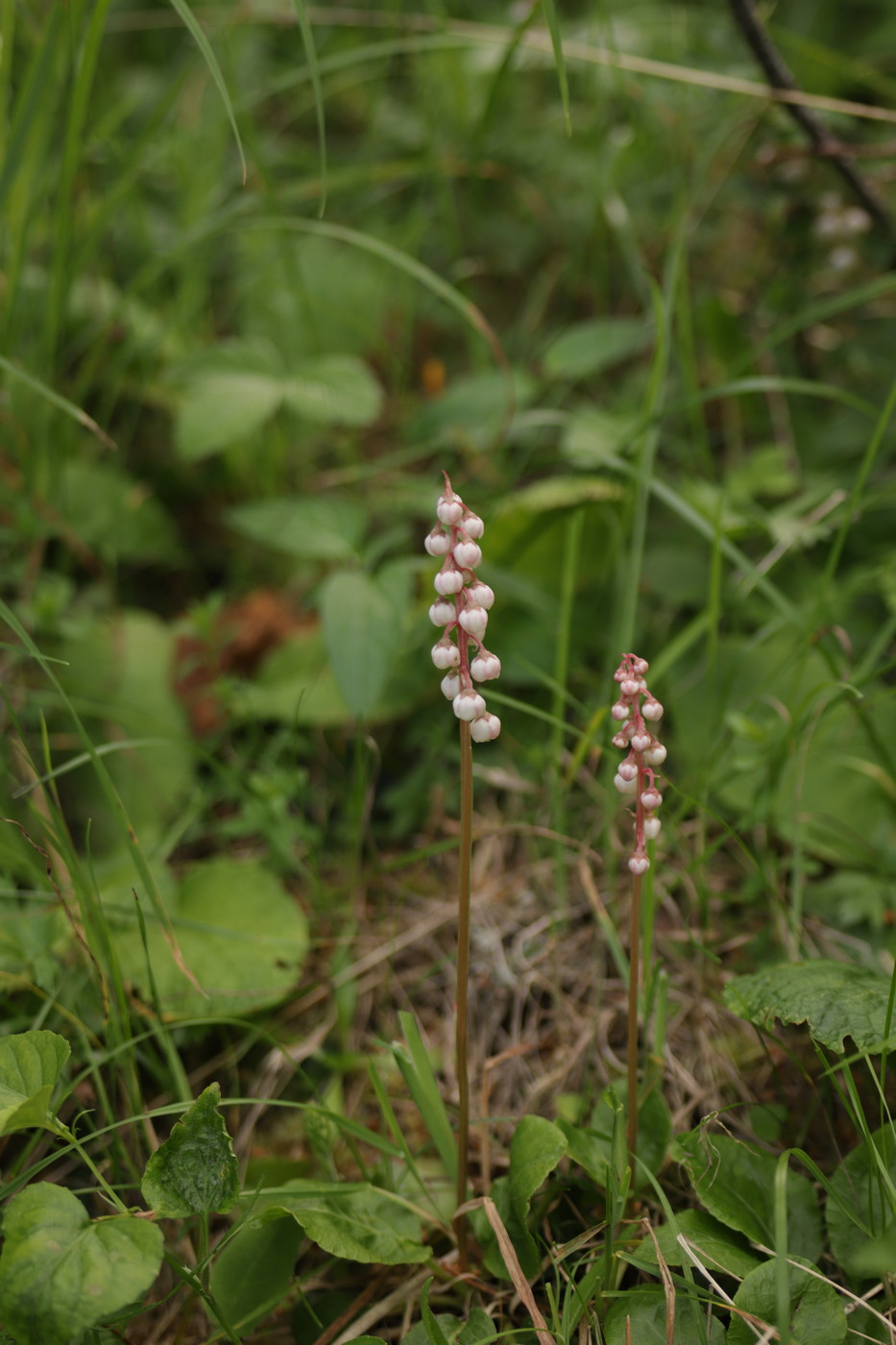 Image of Pyrola minor specimen.
