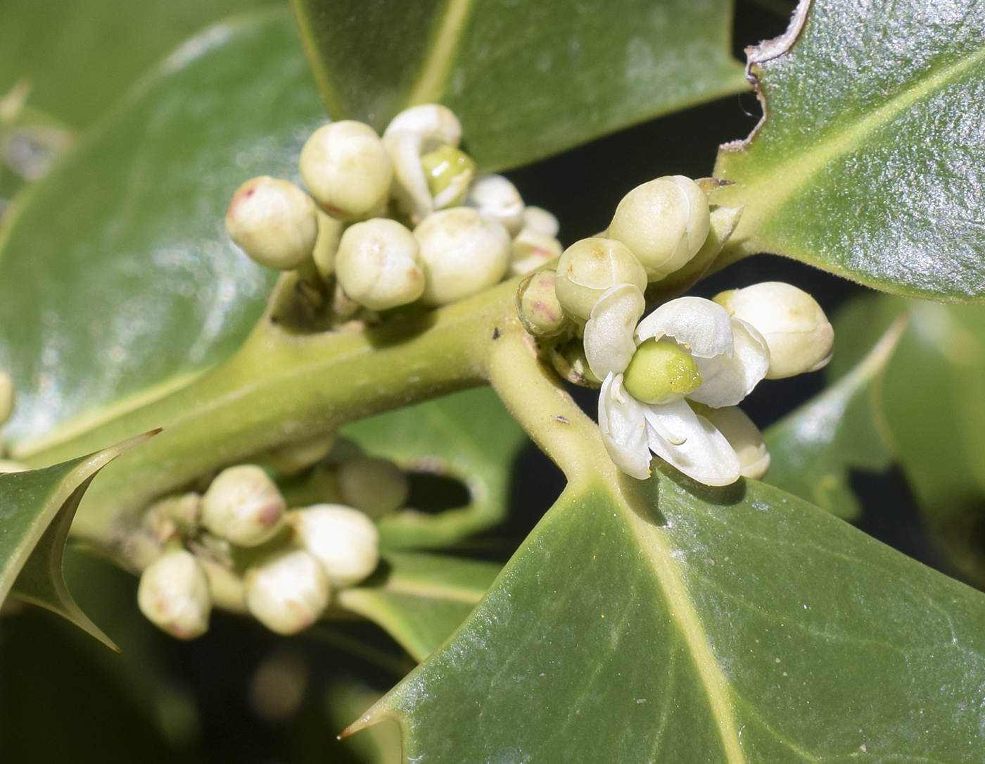 Изображение особи Ilex aquifolium.