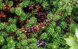 Empetrum sibiricum