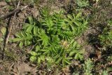 Agrimonia eupatoria