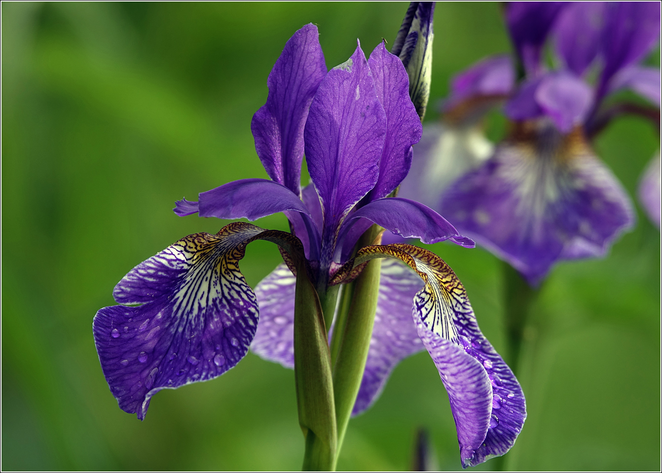 Image of Iris sanguinea specimen.