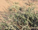 Caragana kirghisorum