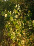 Populus nigra