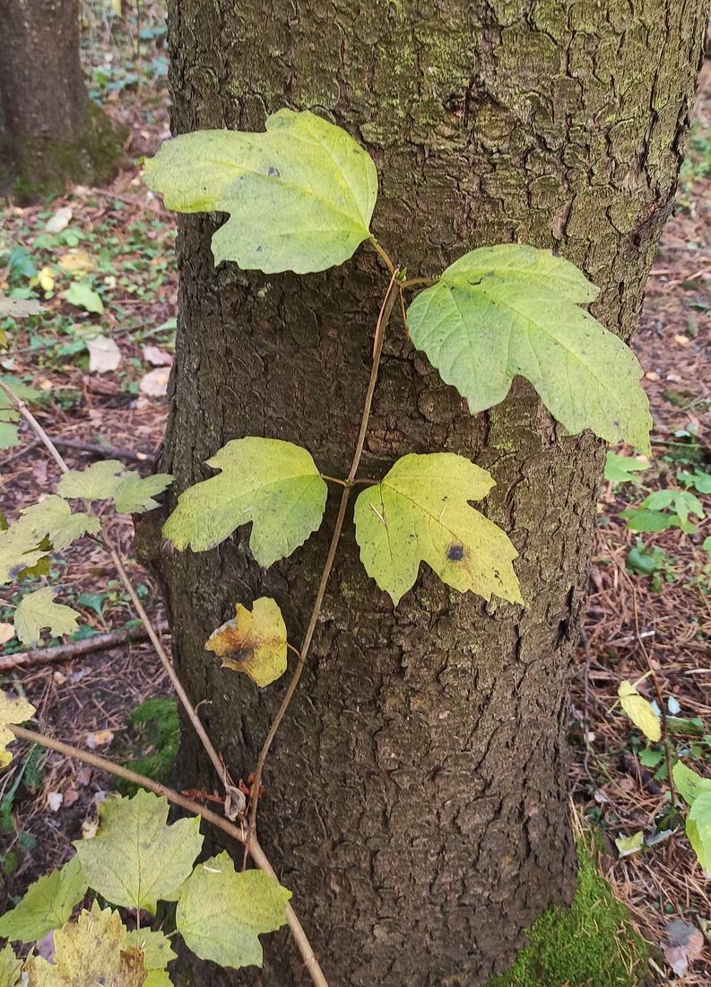 Image of Viburnum opulus specimen.