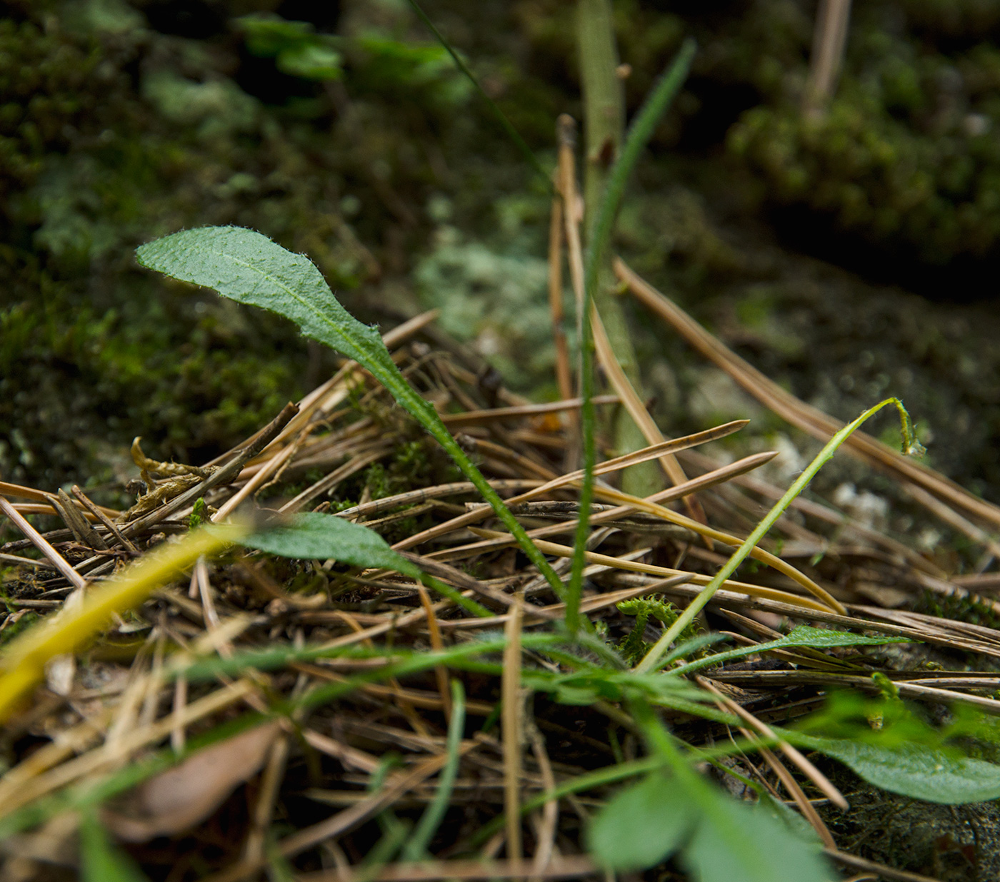 Image of familia Brassicaceae specimen.