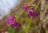 Primula saxatilis. Верхушки цветущих растений. Южное Приморье, Чёрные горы, заповедник \"Кедровая падь\", гора Чалбан. 24.04.2008.