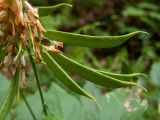 Lathyrus aureus. Незрелые плоды и отцветшие цветки. Крым, городской округ Алушта, окр. Ангарского перевала, просека под ЛЭП. 27.05.2024.