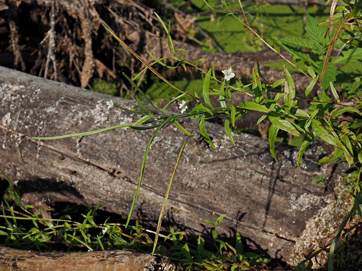 Image of Epilobium palustre specimen.