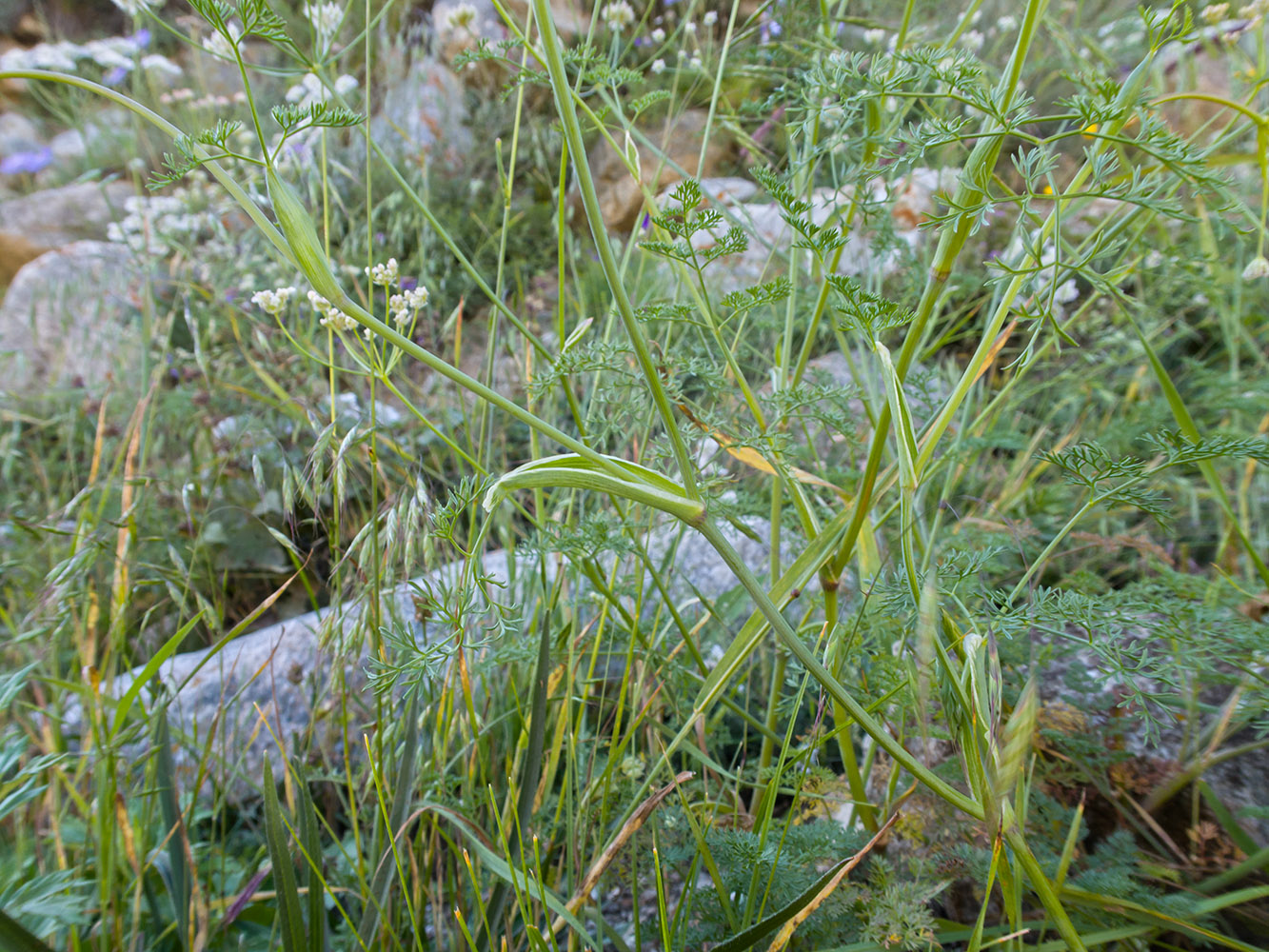 Image of Astrodaucus orientalis specimen.