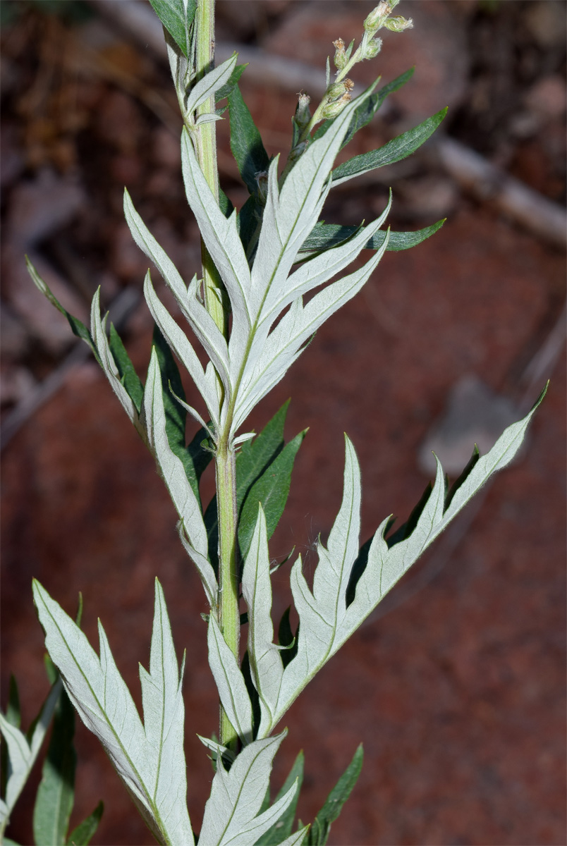 Изображение особи Artemisia vulgaris.