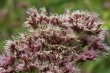 Eupatorium cannabinum