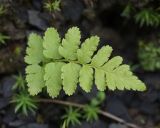 род Dryopteris