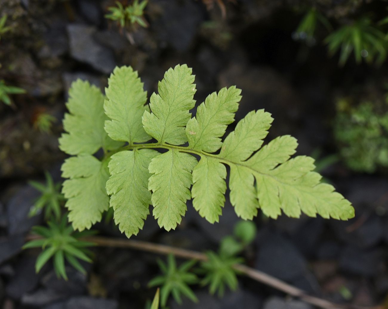 Изображение особи род Dryopteris.