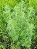Artemisia absinthium