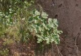 genus Ferula