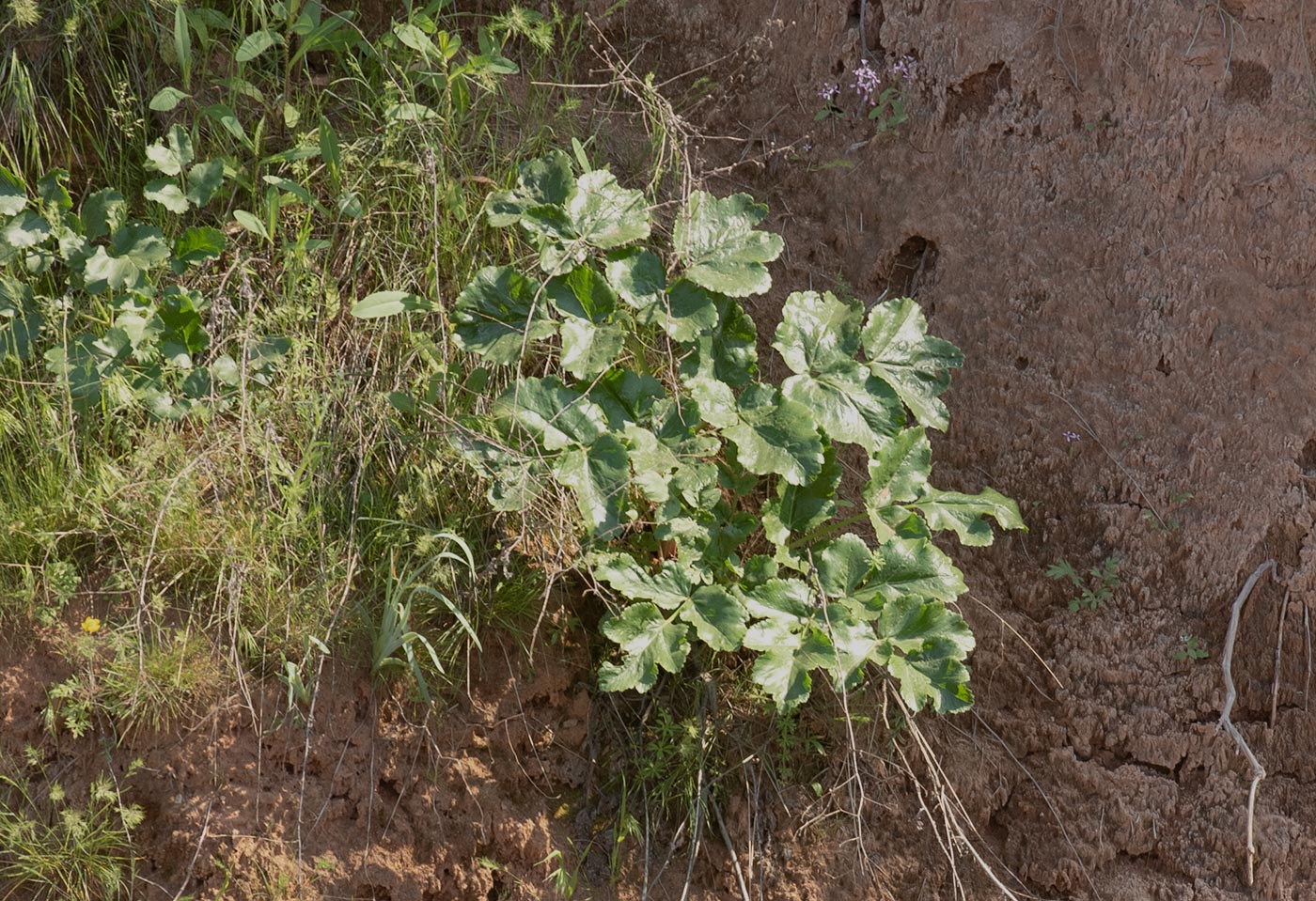 Image of genus Ferula specimen.