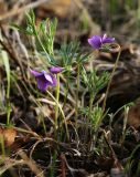 Viola dissecta