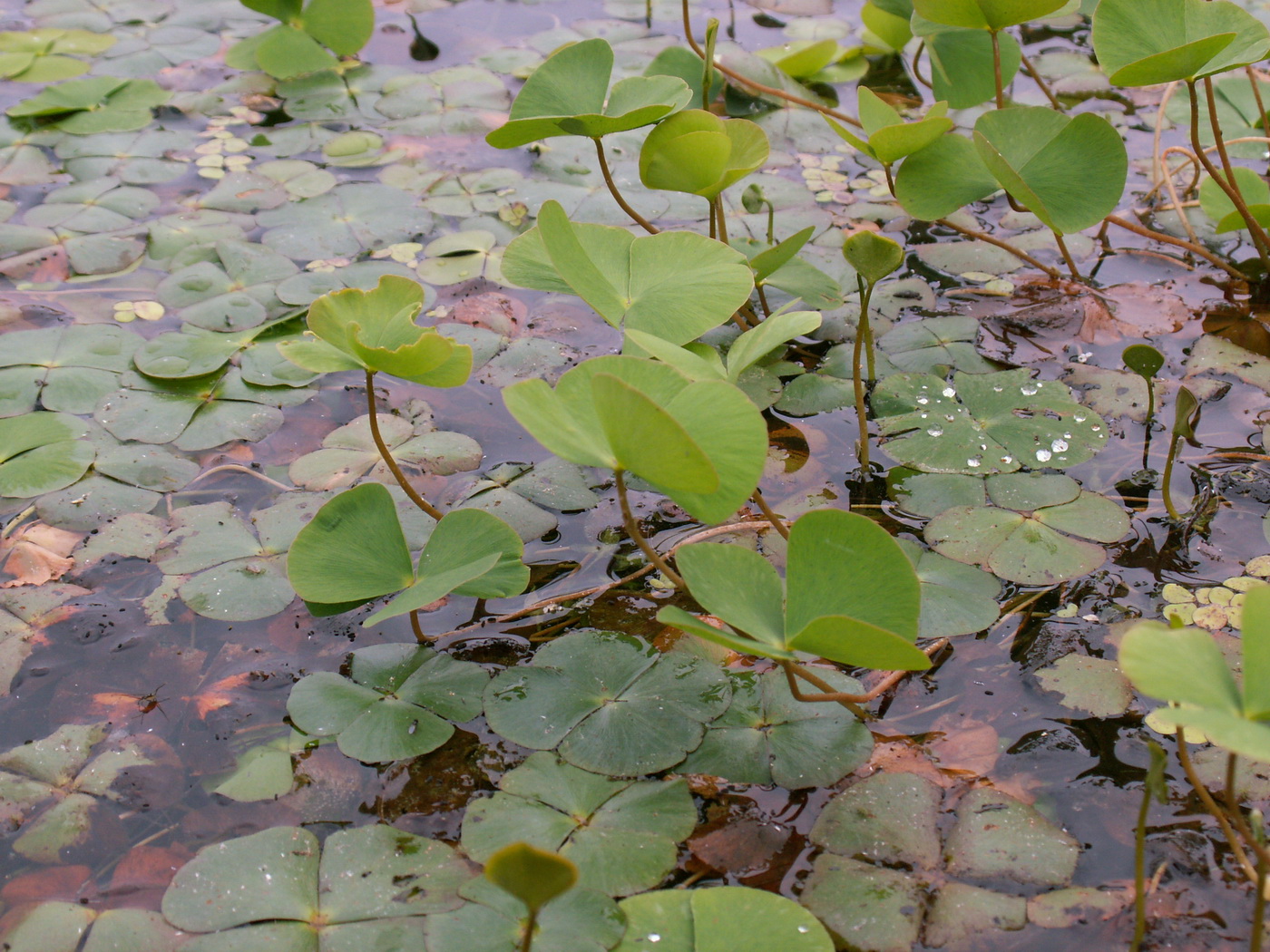 Image of Marsilea quadrifolia specimen.
