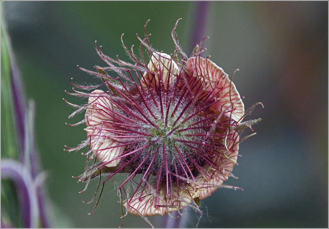 Image of Geum rivale specimen.
