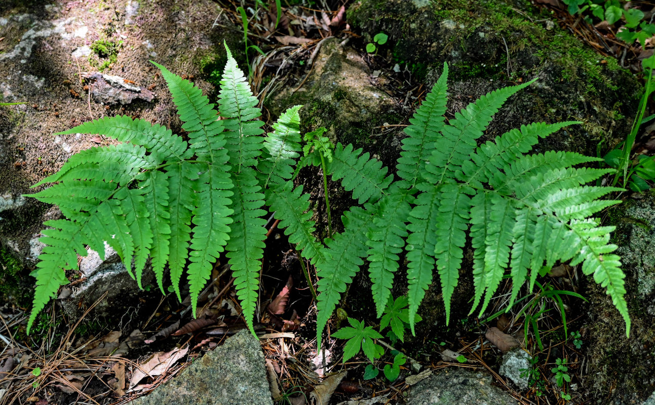 Image of Athyrium clivicola specimen.
