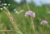 Allium prokhanovii
