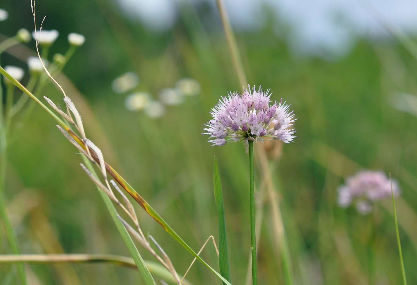 Изображение особи Allium prokhanovii.