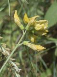 Lathyrus pratensis