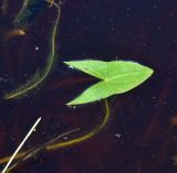 Sagittaria sagittifolia