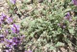 род Astragalus