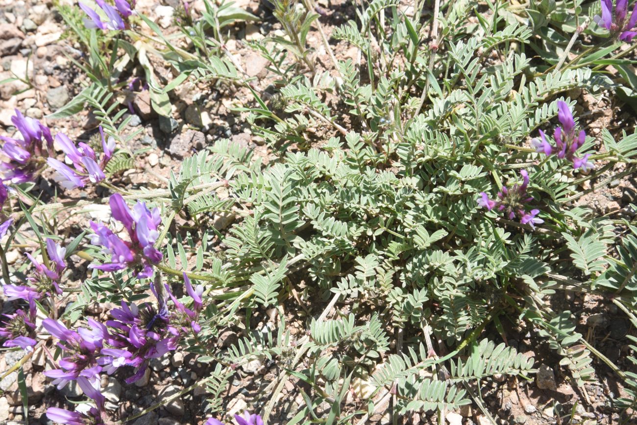 Image of genus Astragalus specimen.