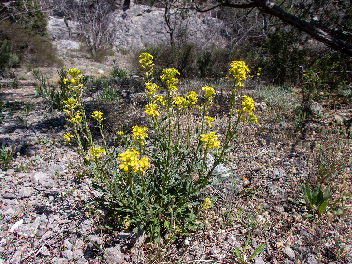 Image of Erysimum cuspidatum specimen.