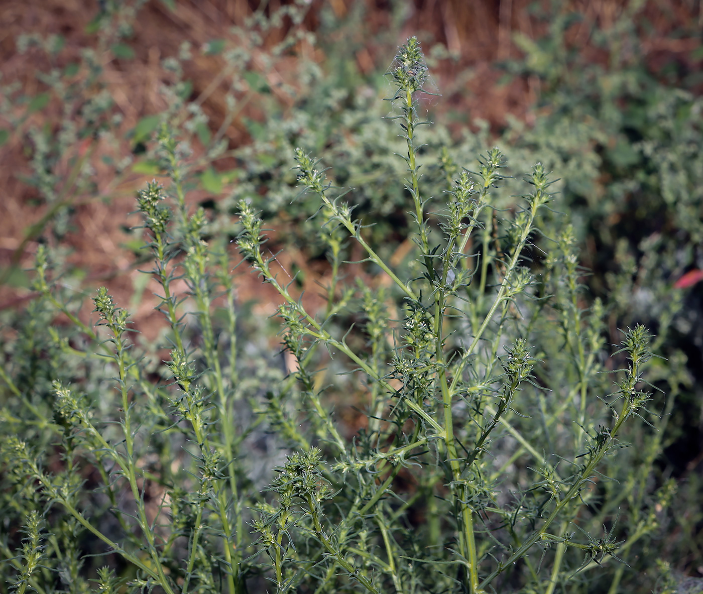 Image of Salsola collina specimen.