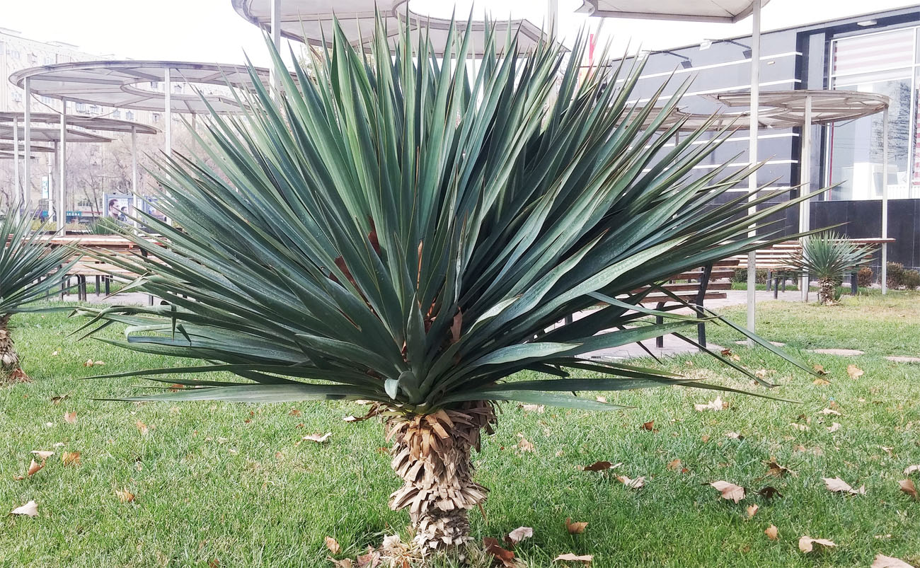 Изображение особи род Yucca.