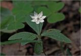 Trientalis europaea. Верхушка побега с цветком и листьями. Московская обл., Раменский р-н, окр. ж.-д. платформы Хрипань, смешанный лес. 30.05.2025.
