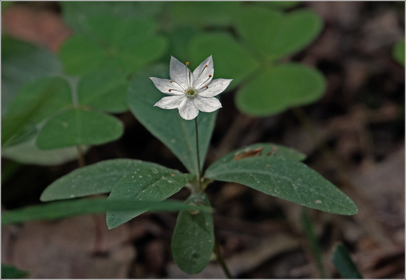 Изображение особи Trientalis europaea.