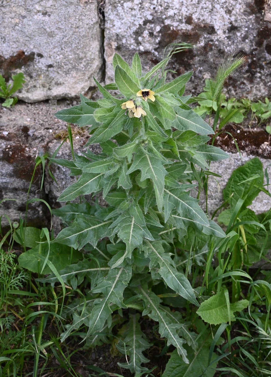 Изображение особи Hyoscyamus niger.