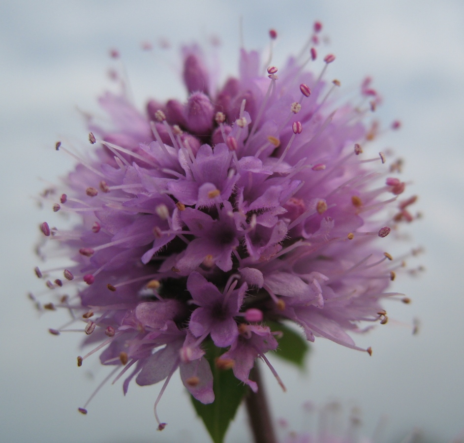 Image of Mentha aquatica specimen.