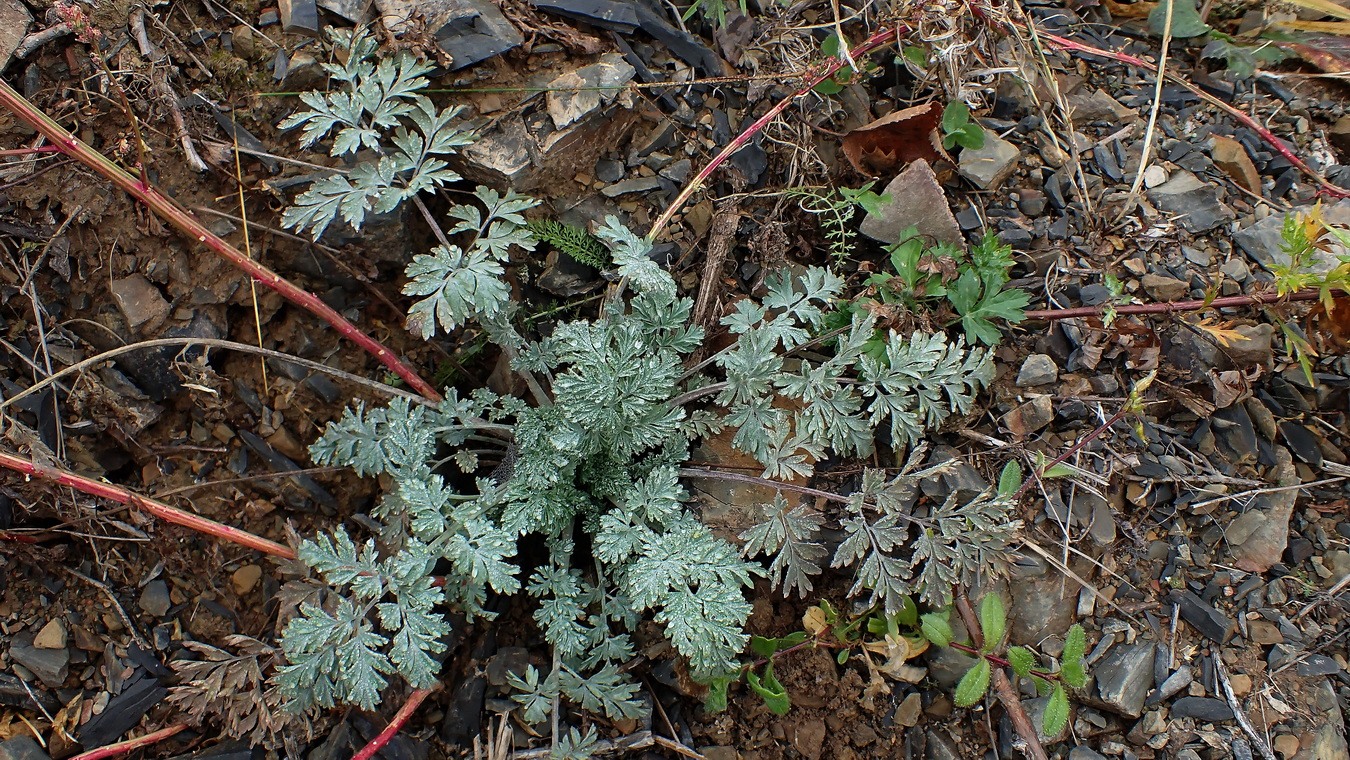 Image of genus Artemisia specimen.