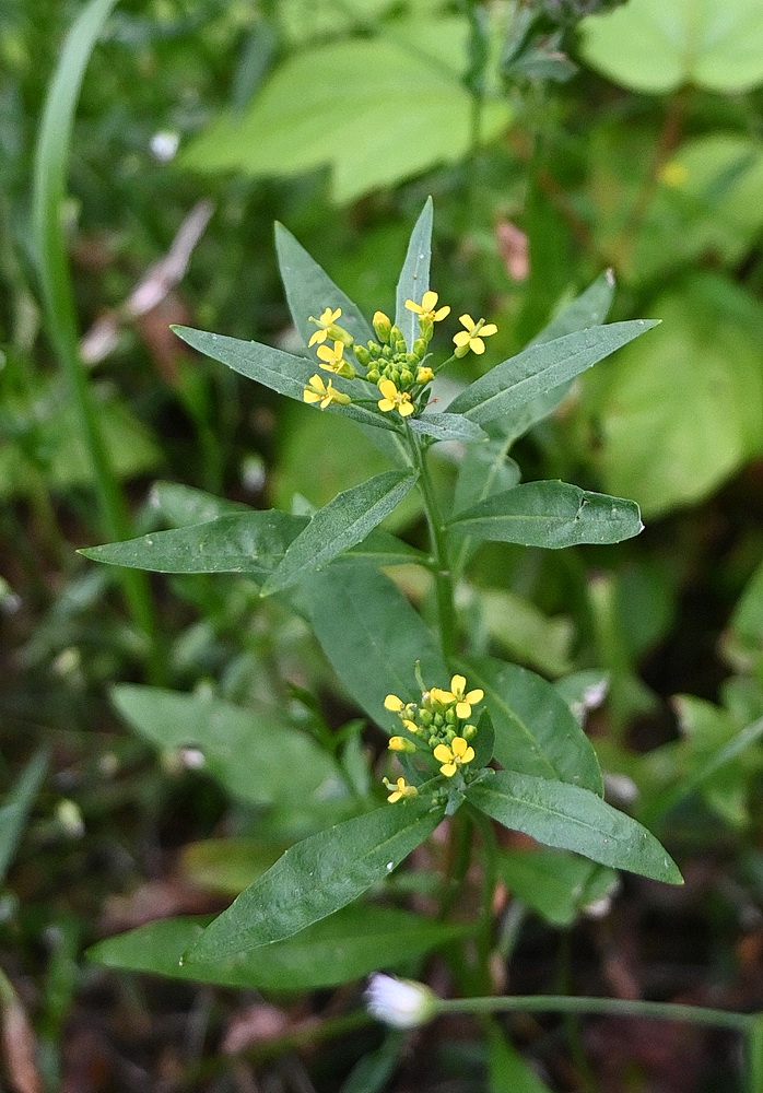 Image of Erysimum cheiranthoides specimen.