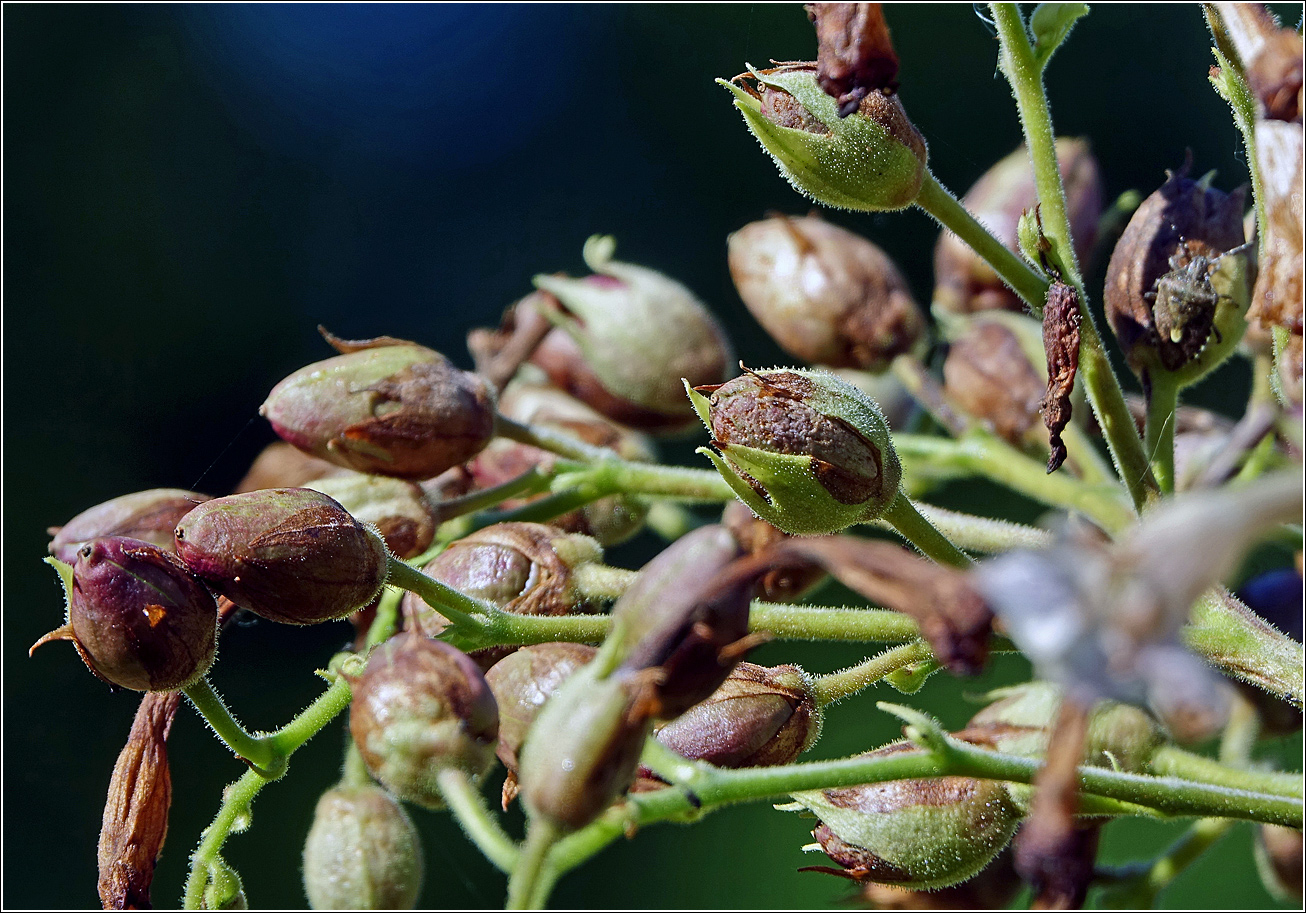 Image of Nicotiana tabacum specimen.