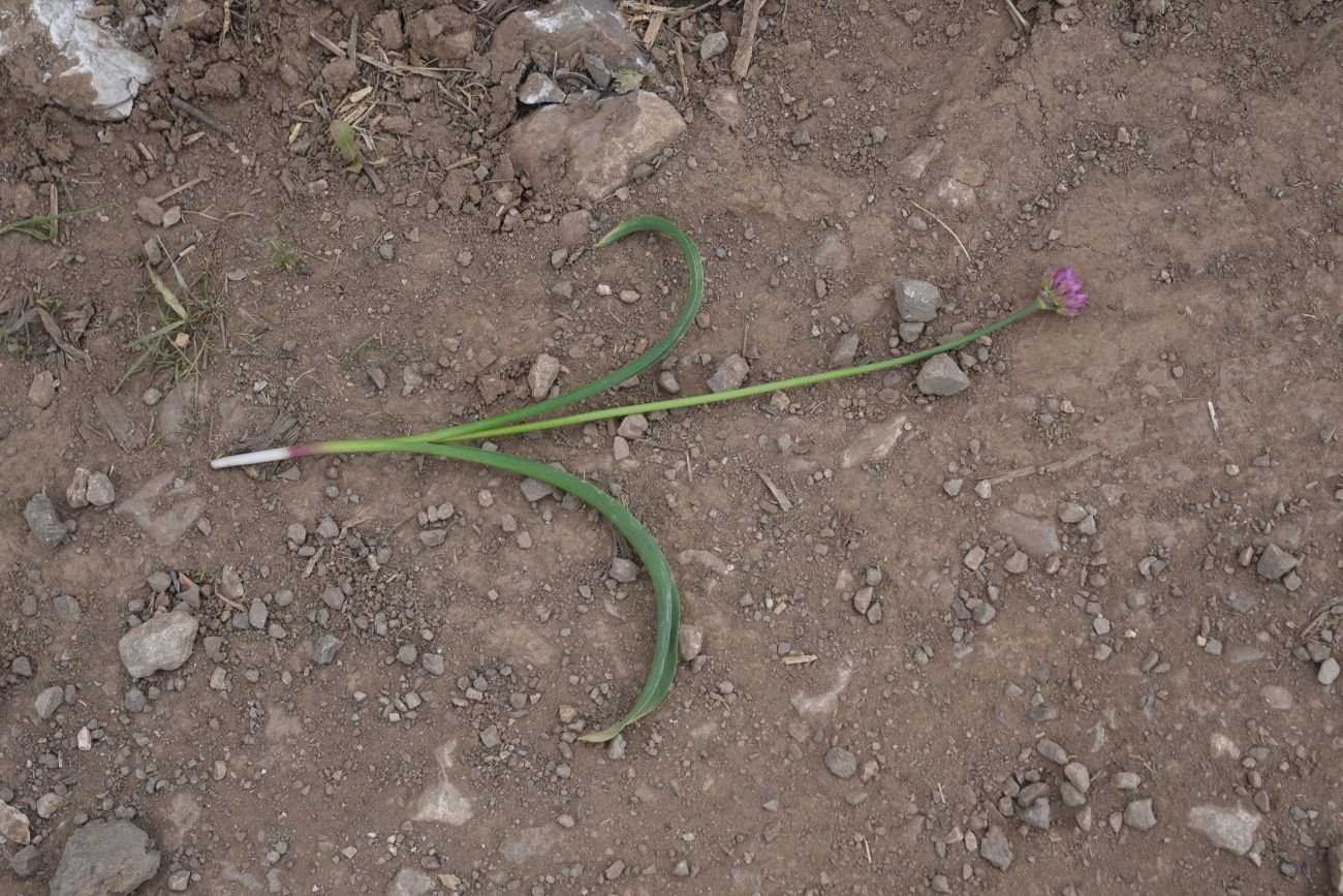 Изображение особи Неопознанный вид.