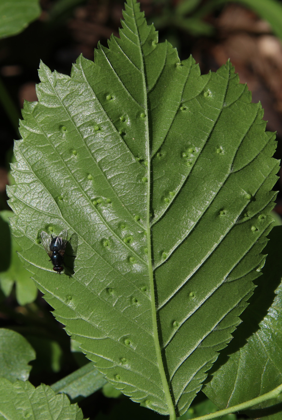 Изображение особи Ulmus glabra.
