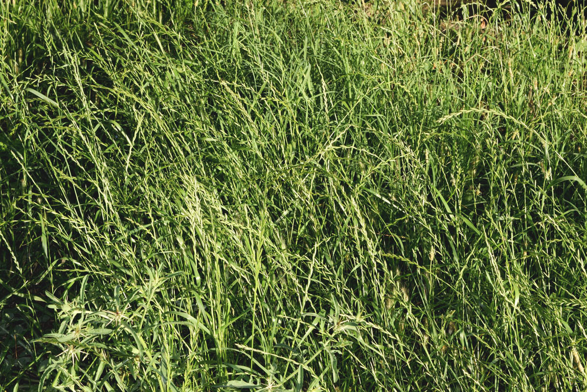 Image of Lolium multiflorum specimen.