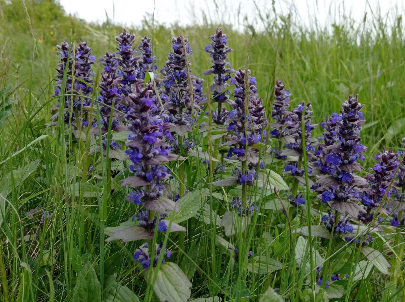Image of Ajuga genevensis specimen.